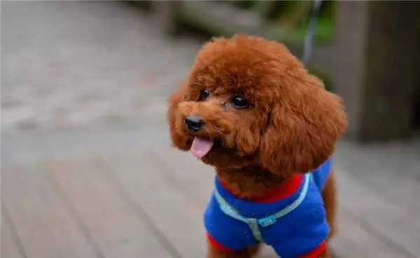 5種最愛跟主人撒嬌的狗狗,柴犬在內,前面四種都不如第五個
