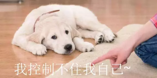 和狗狗睡覺雖好,但有這5個缺點,果斷放棄!