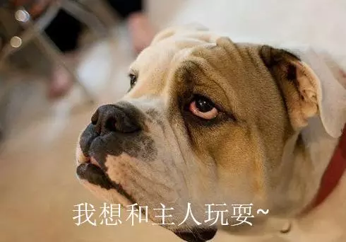 和狗狗睡覺雖好,但有這5個缺點,果斷放棄!