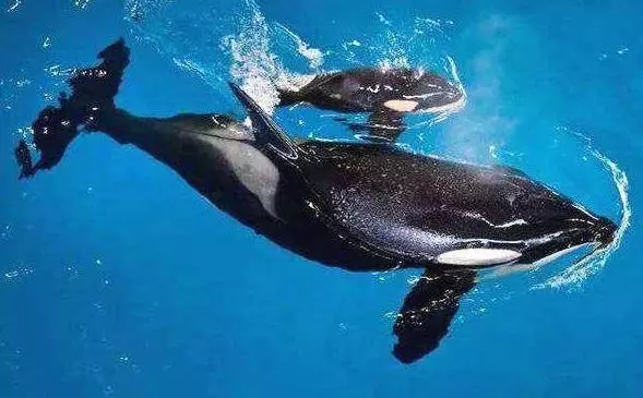 世界上所有的動物都會睡覺嗎?除了人類其他動物需要」睡眠「嗎?