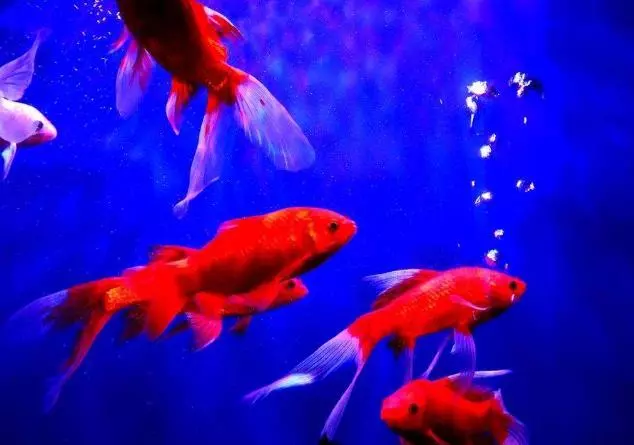 世界上所有的動物都會睡覺嗎?除了人類其他動物需要」睡眠「嗎?
