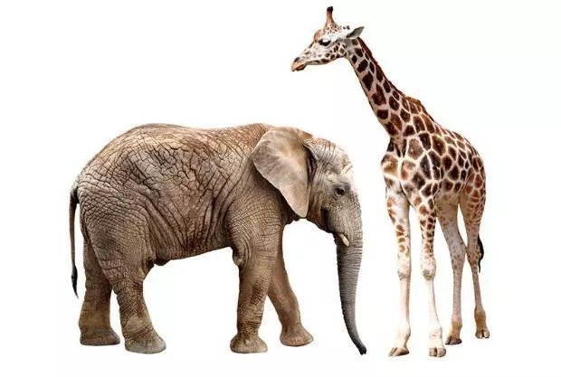 世界上所有的動物都會睡覺嗎?除了人類其他動物需要」睡眠「嗎?
