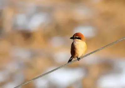 世界上所有的動物都會睡覺嗎?除了人類其他動物需要」睡眠「嗎?