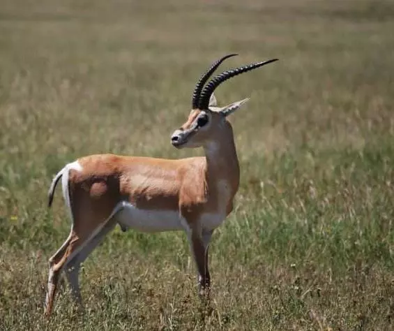 世界上所有的動物都會睡覺嗎?除了人類其他動物需要」睡眠「嗎?