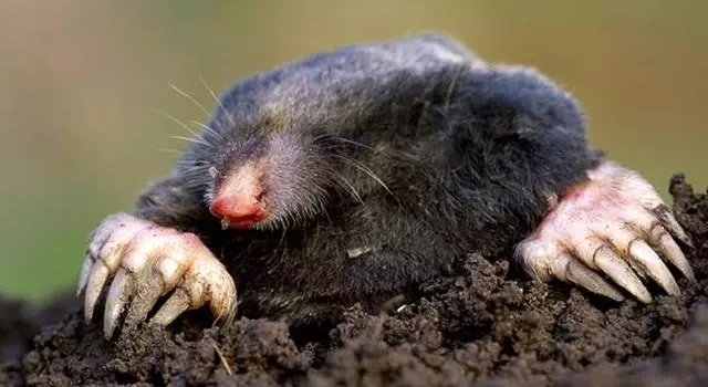 世界上所有的動物都會睡覺嗎?除了人類其他動物需要」睡眠「嗎?