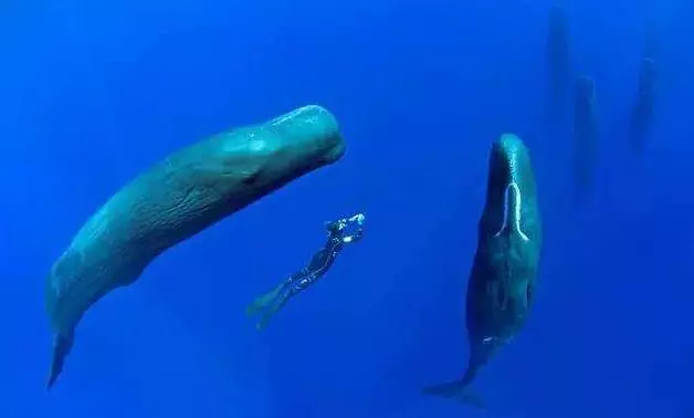世界上所有的動物都會睡覺嗎?除了人類其他動物需要」睡眠「嗎?
