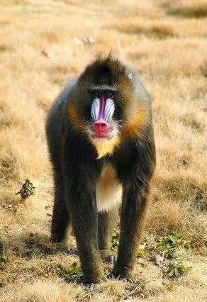 世界上所有的動物都會睡覺嗎?除了人類其他動物需要」睡眠「嗎?