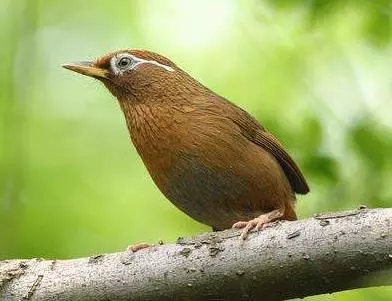 世界上所有的動物都會睡覺嗎?除了人類其他動物需要」睡眠「嗎?