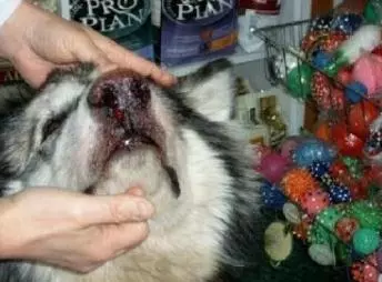 一隻即將被安樂死的阿拉斯加的故事,最後太溫暖了!