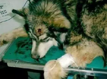 一隻即將被安樂死的阿拉斯加的故事,最後太溫暖了!