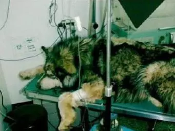 一隻即將被安樂死的阿拉斯加的故事,最後太溫暖了!