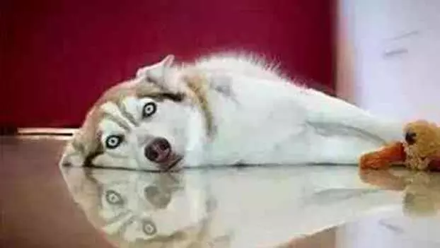 橘貓一口氣生了10個,可把二哈忙壞了,狗狗:當奶媽心好累哦!