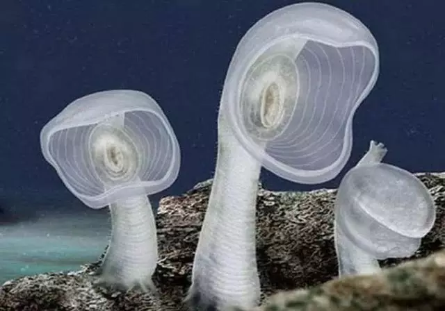 這個星球上最外星的25種動物,絕大多數你都沒見過!