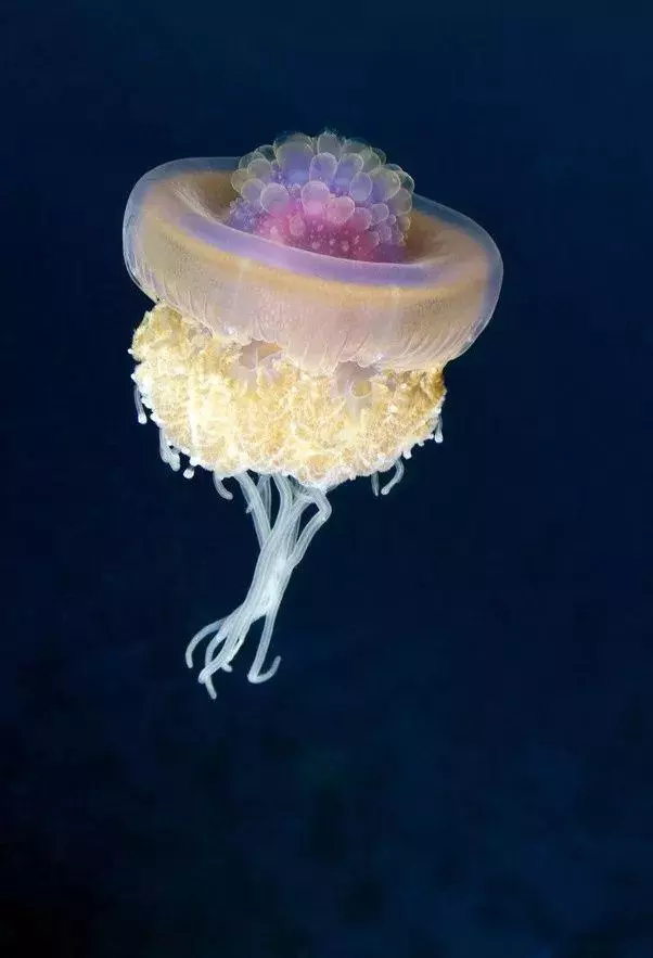 這個星球上最外星的25種動物,絕大多數你都沒見過!