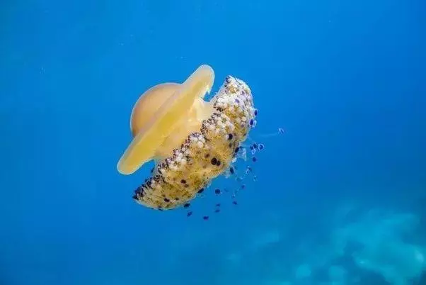 這個星球上最外星的25種動物,絕大多數你都沒見過!