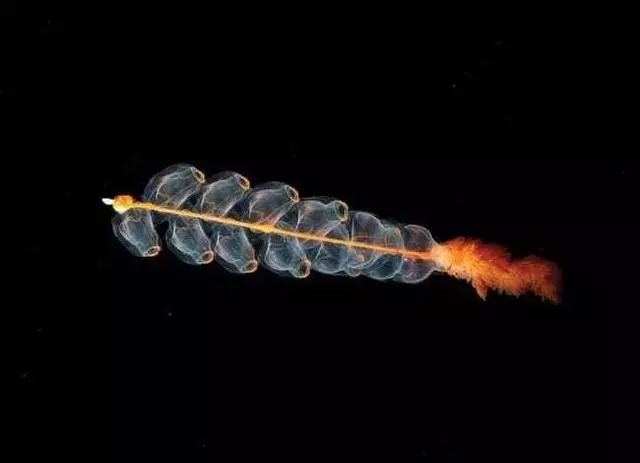 這個星球上最外星的25種動物,絕大多數你都沒見過!