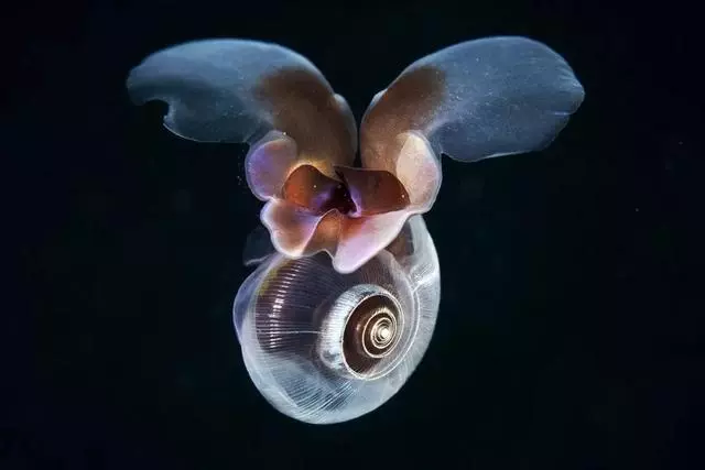這個星球上最外星的25種動物,絕大多數你都沒見過!