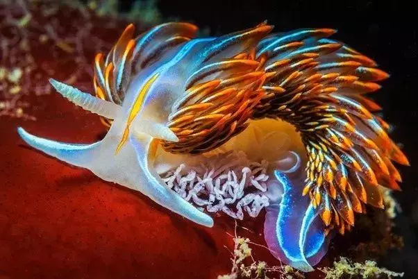 這個星球上最外星的25種動物,絕大多數你都沒見過!