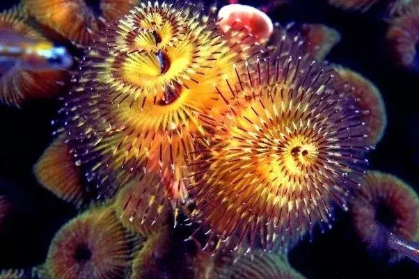 這個星球上最外星的25種動物,絕大多數你都沒見過!