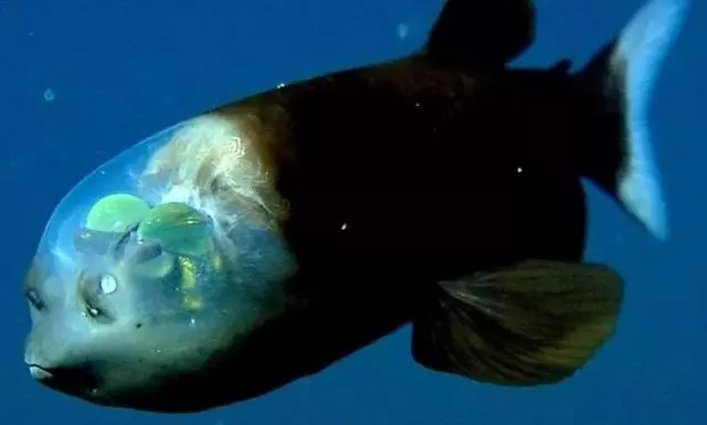這個星球上最外星的25種動物,絕大多數你都沒見過!