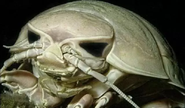 這個星球上最外星的25種動物,絕大多數你都沒見過!