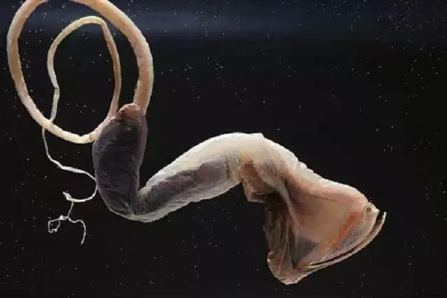 這個星球上最外星的25種動物,絕大多數你都沒見過!