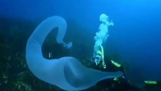 這個星球上最外星的25種動物,絕大多數你都沒見過!