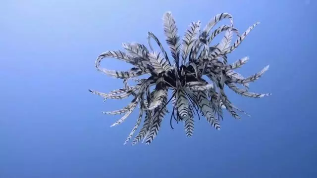 這個星球上最外星的25種動物,絕大多數你都沒見過!