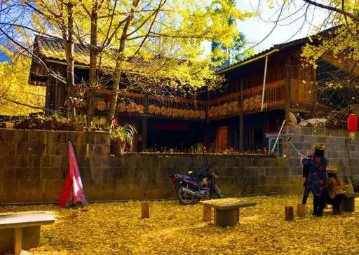 這裡被稱為「天下第一銀杏王國」,遍地銀杏美極了,你確定不來?