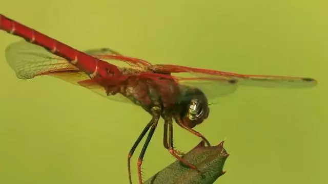 地球4億年前啥哪種場景?海洋生物占主導地位,蘑菇比樓還高