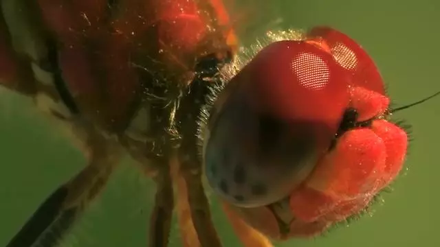 地球4億年前啥哪種場景?海洋生物占主導地位,蘑菇比樓還高