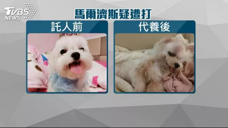 代養小狗疑涉虐 飼主友撂人討公道鬥毆