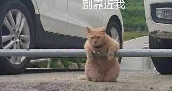 偶遇一隻橘貓,一直兇狠的盯著所有人,有一種欠它錢的感覺