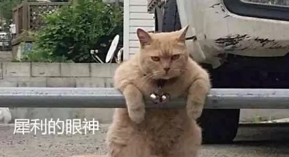 偶遇一隻橘貓,一直兇狠的盯著所有人,有一種欠它錢的感覺