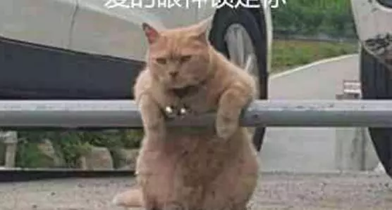 偶遇一隻橘貓,一直兇狠的盯著所有人,有一種欠它錢的感覺