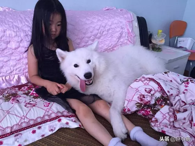 狗狗覺得無聊的7種表現,這是在提醒主人,你是時候理我一下了