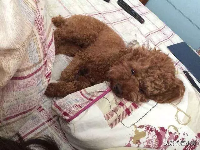 狗狗覺得無聊的7種表現,這是在提醒主人,你是時候理我一下了