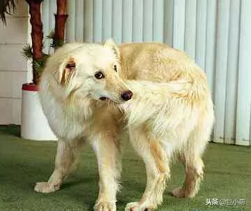 狗狗覺得無聊的7種表現,這是在提醒主人,你是時候理我一下了