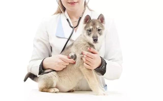 狗狗頻繁舔爪子,大多數人都忽視的這一細節,其實是疾病的前兆