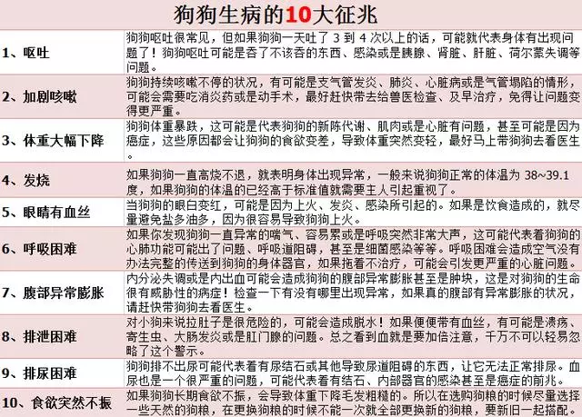 狗狗頻繁舔爪子,大多數人都忽視的這一細節,其實是疾病的前兆