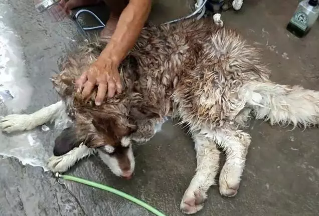 這5種行為,正在慢性傷害你的狗,而你卻沒有發覺