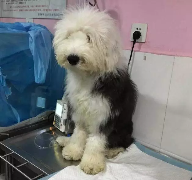 如果你在養狗,那麼勸你別做這6件蠢事,否則會傷害到狗狗