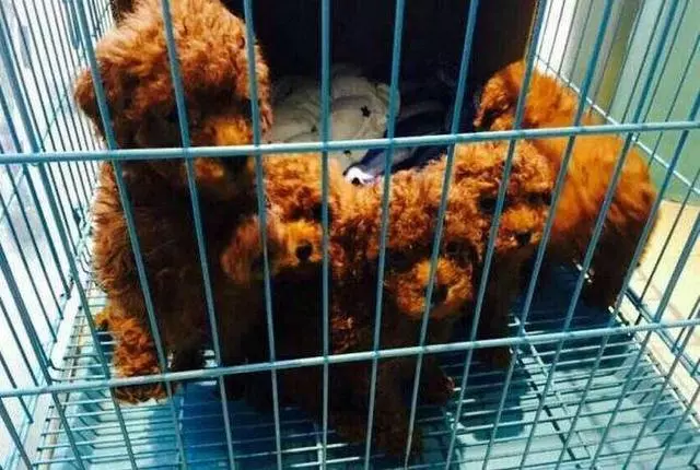 如果你在養狗,那麼勸你別做這6件蠢事,否則會傷害到狗狗