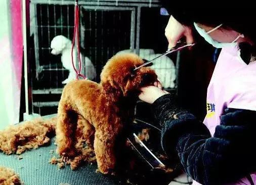 這些做法如同在給狗狗「上刑」,勸你別犯
