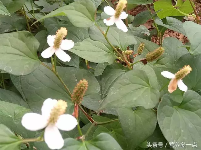 魚腥草的5大功效,堪稱「天然抗生素」,秋天不吃太可惜了
