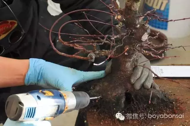 盆景實例操作之補根 靠接幼苗法