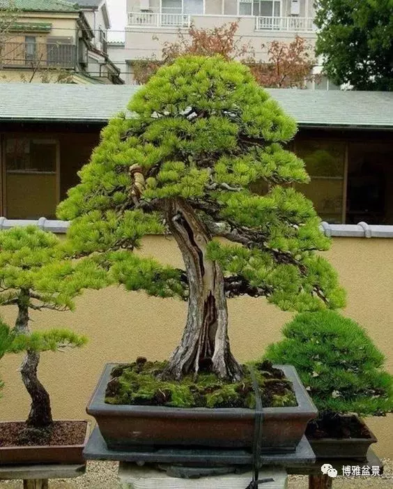 盆景的「撕裂」之美!