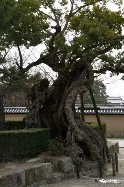 盆景的「撕裂」之美!