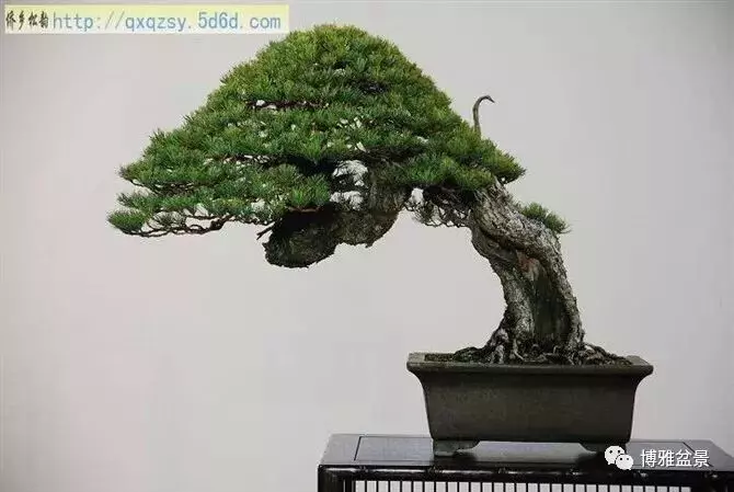 盆景的「撕裂」之美!