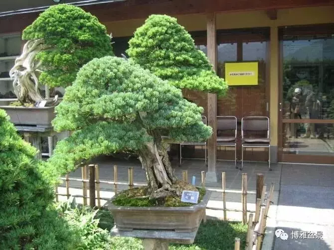 盆景的「撕裂」之美!